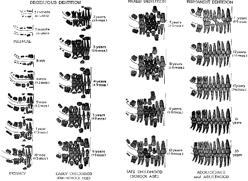 Chronology of the development of the dentitions